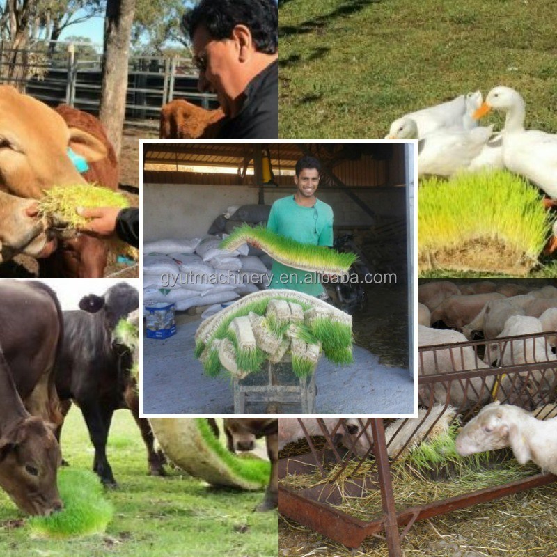 Длинный срок службы 2400w солнечная гидропоническая машина для кормов для ячменной травы в контейнере