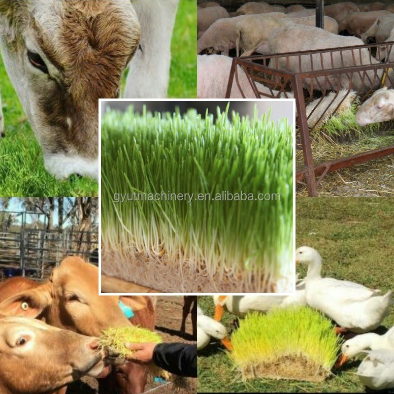 Специализированное напряжение полностью закрытый гидропонический контейнер Миле травы кормовой прорастающей машины