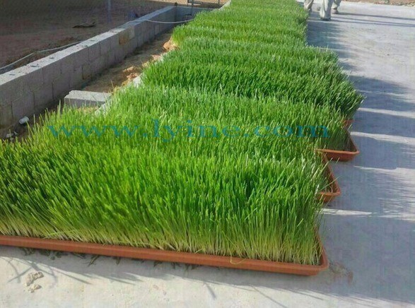 Уборщик чая для аквапоники